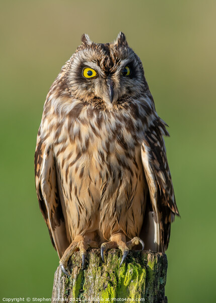 Golden eyed Owl  Picture Board by Stephen Rennie
