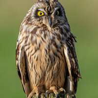 Buy canvas prints of Golden eyed Owl  by Stephen Rennie