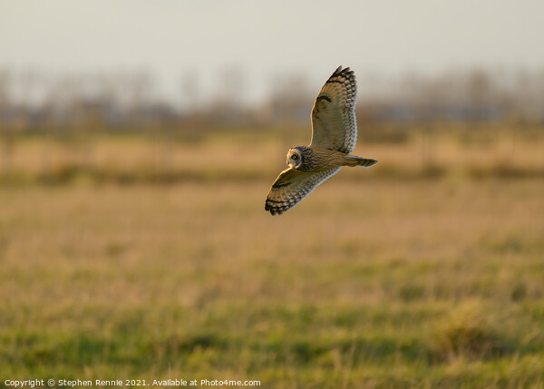 Short eared owl flying at dusk Picture Board by Stephen Rennie