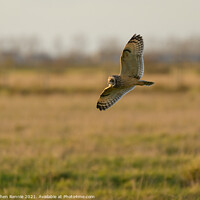 Buy canvas prints of Short eared owl flying at dusk by Stephen Rennie
