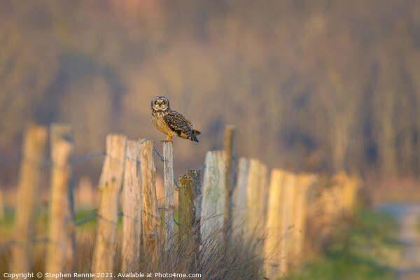 Short-eared owl perching in French countryside at dusk Picture Board by Stephen Rennie