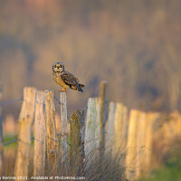 Buy canvas prints of Short-eared owl perching in French countryside at dusk by Stephen Rennie