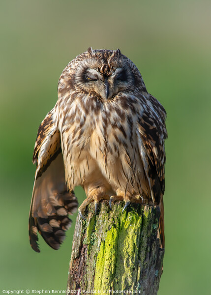 Short eared Owl sleeping Picture Board by Stephen Rennie