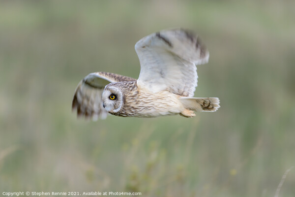 Short-eared owl fly past Picture Board by Stephen Rennie