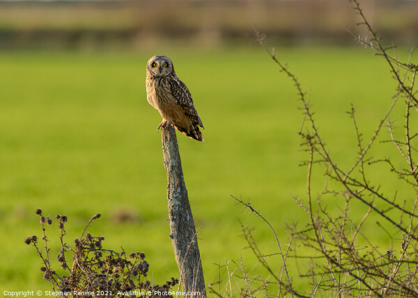 Owl on wooden post in last rays of sunlight Picture Board by Stephen Rennie