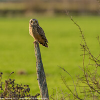 Buy canvas prints of Owl on wooden post in last rays of sunlight by Stephen Rennie