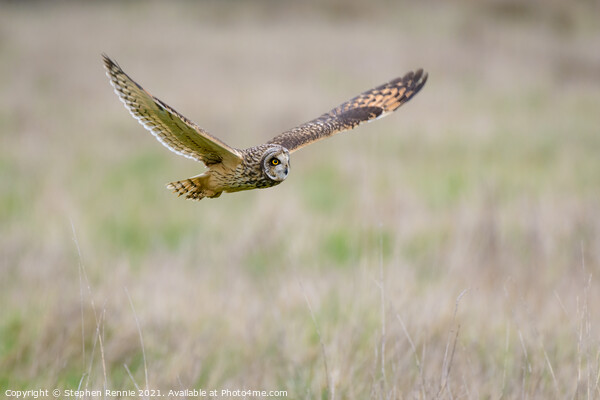 Short eared Owl flying over grass field Picture Board by Stephen Rennie
