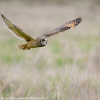 Buy canvas prints of Short eared Owl flying over grass field by Stephen Rennie