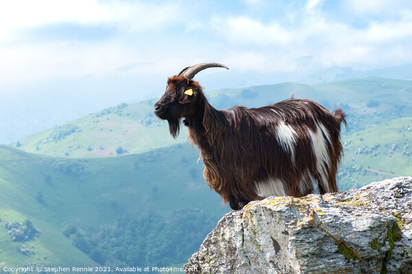 Pyrenean goat France Picture Board by Stephen Rennie