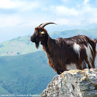 Buy canvas prints of Pyrenean goat France by Stephen Rennie