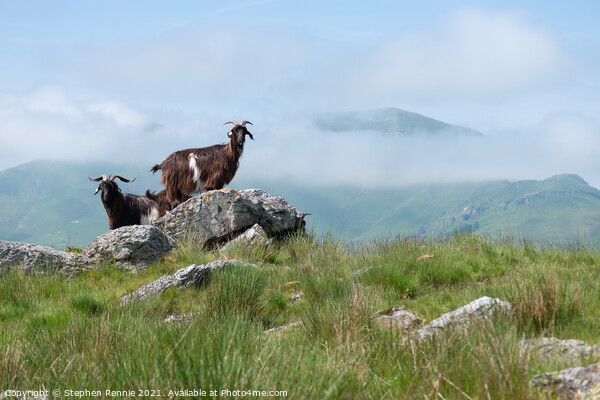 Goats in Basque country France Picture Board by Stephen Rennie