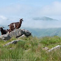 Buy canvas prints of Goats in Basque country France by Stephen Rennie