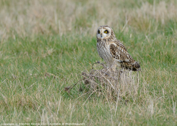 Short-eared owl on grass tuft Picture Board by Stephen Rennie