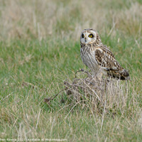 Buy canvas prints of Short-eared owl on grass tuft by Stephen Rennie