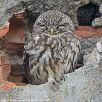 Buy canvas prints of Little owl by Stephen Rennie
