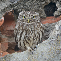 Buy canvas prints of Little owl by Stephen Rennie