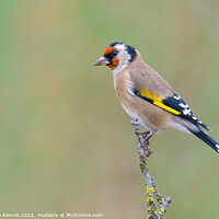 Buy canvas prints of Goldfinch by Stephen Rennie