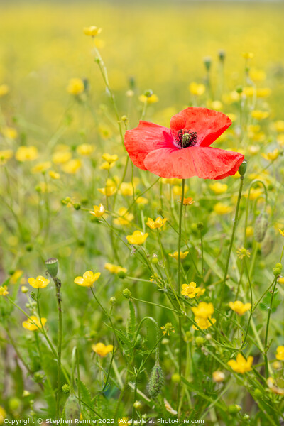 Red poppy in yellow wildflower meadow Picture Board by Stephen Rennie