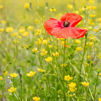 Buy canvas prints of Red poppy in yellow wildflower meadow by Stephen Rennie