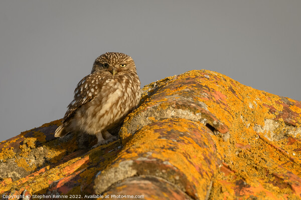 Little owl Athene noctua on rooftop Picture Board by Stephen Rennie