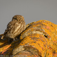 Buy canvas prints of Little owl Athene noctua on rooftop by Stephen Rennie