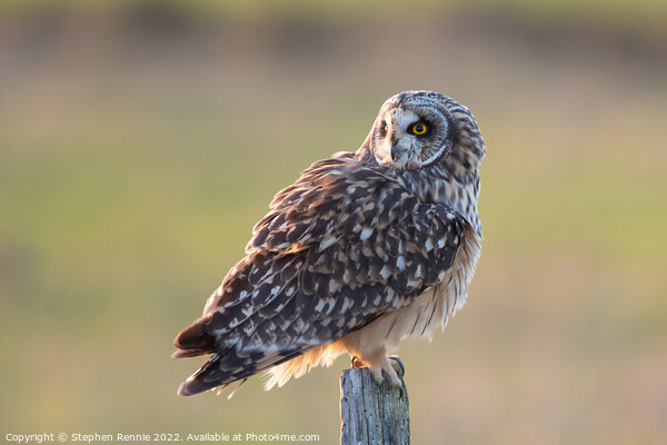 Short-eared owl Picture Board by Stephen Rennie