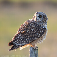 Buy canvas prints of Short-eared owl by Stephen Rennie
