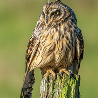 Buy canvas prints of Owl drying wings by Stephen Rennie