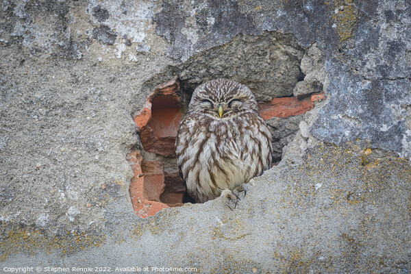 Owl sleeping in wall Picture Board by Stephen Rennie