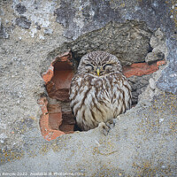 Buy canvas prints of Owl sleeping in wall by Stephen Rennie