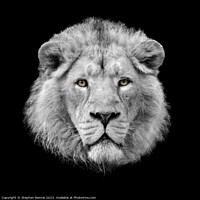 Buy canvas prints of Lion looking at the camera by Stephen Rennie