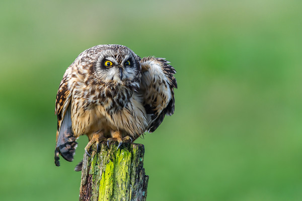 Short eared Owl staring with vibrant yellow eyes Picture Board by Stephen Rennie
