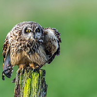 Buy canvas prints of Short eared Owl staring with vibrant yellow eyes by Stephen Rennie