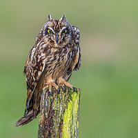 Buy canvas prints of Short-eared owl showing ear-tufts by Stephen Rennie