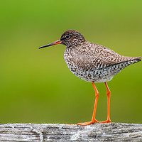 Buy canvas prints of Common Redshank by Stephen Rennie