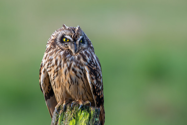 Short-eared Owl bird of prey portrait Picture Board by Stephen Rennie