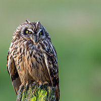 Buy canvas prints of Short-eared Owl bird of prey portrait by Stephen Rennie