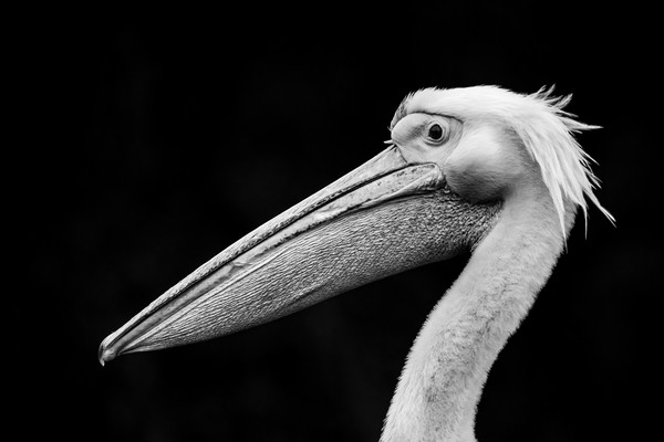 Pelican 'Bad Hair Day' Picture Board by Stephen Rennie