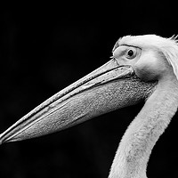 Buy canvas prints of Pelican 'Bad Hair Day' by Stephen Rennie