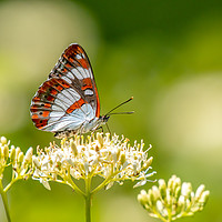 Buy canvas prints of White Admiral butterfly by Stephen Rennie