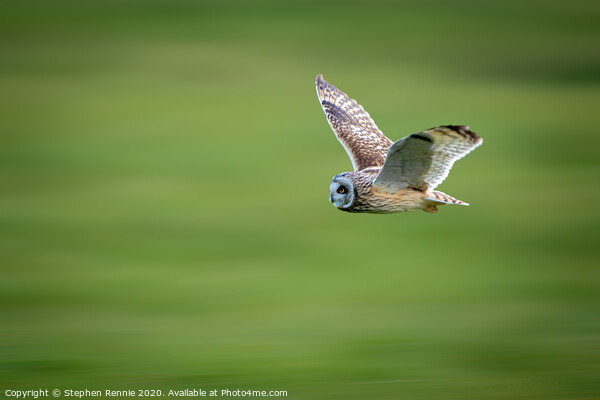 Short-eared owl in flight Picture Board by Stephen Rennie