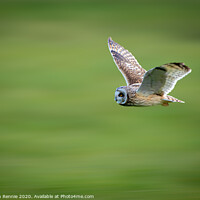 Buy canvas prints of Short-eared owl in flight by Stephen Rennie