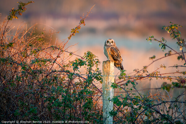 Short eared owl at sunset  Picture Board by Stephen Rennie