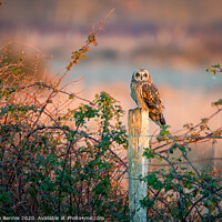 Buy canvas prints of Short eared owl at sunset  by Stephen Rennie