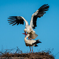 Buy canvas prints of Who delivers their babies ? White Stork by Stephen Rennie
