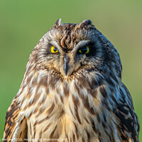 Buy canvas prints of Short eared owl by Stephen Rennie