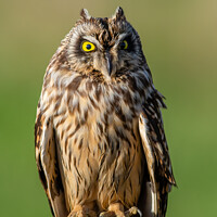 Buy canvas prints of Short eared owl bird of prey by Stephen Rennie