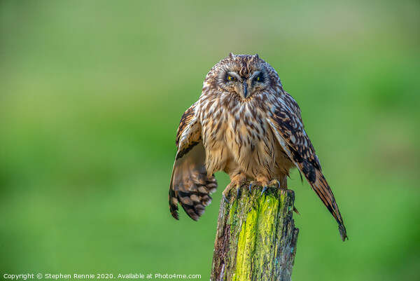 Short eared owl bird of prey Picture Board by Stephen Rennie
