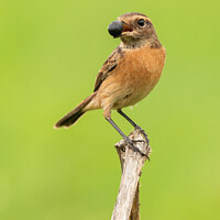 Buy canvas prints of European Stonechat with a Nightshade berry by Stephen Rennie