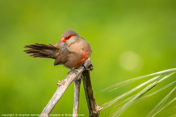 Common Waxbill Picture Board by Stephen Rennie